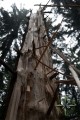 Detail kmene stromu . 1 